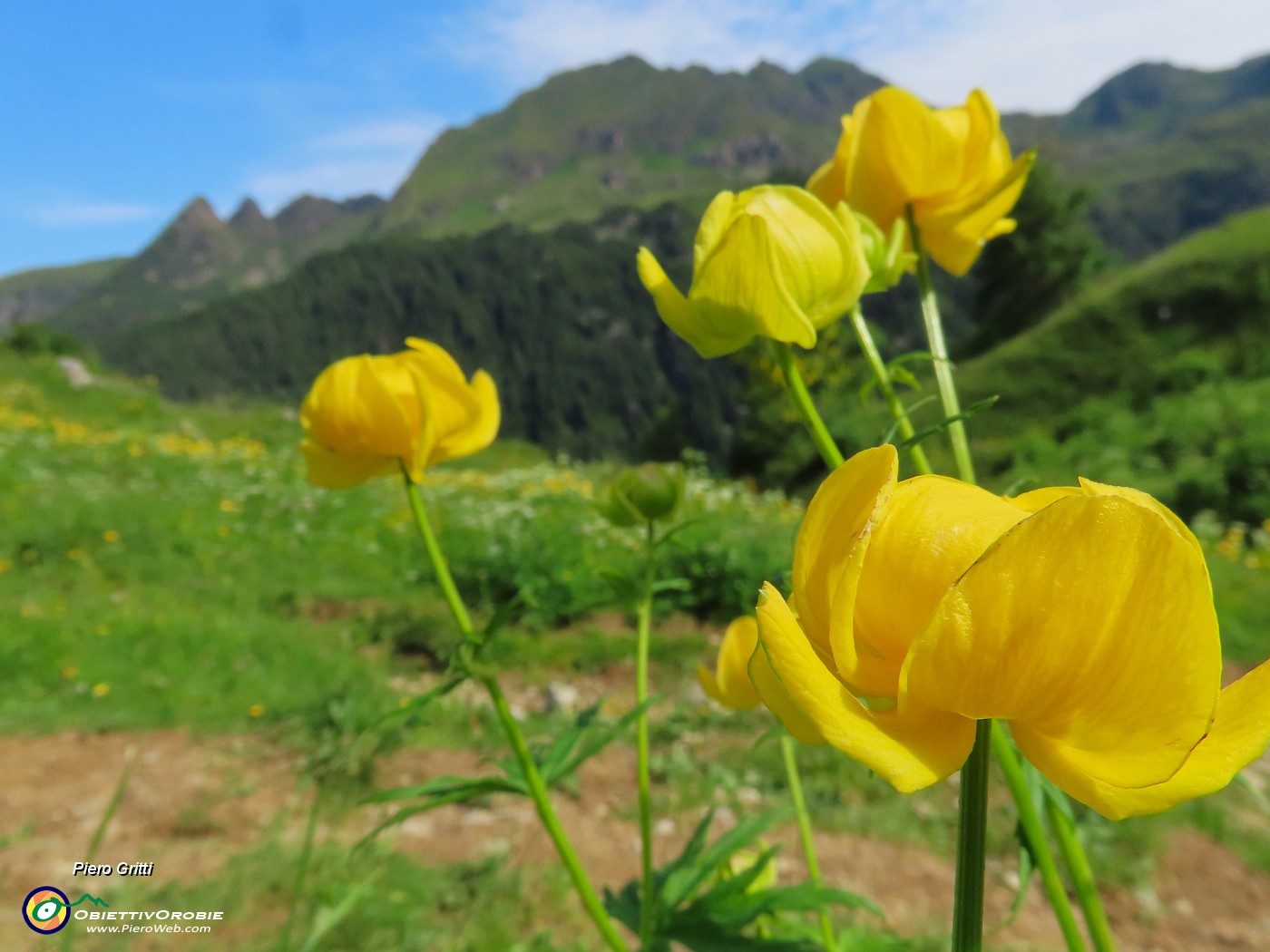 27 Trollius europaeus (Botton d'oro), sul sent. 219 con vista vero Tre Pizzi e Spondone .JPG
